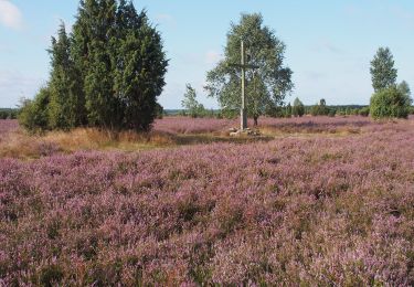 Excursión A pie Faßberg - Südheide 'Wacholderwald in der Teufelsheide' W1m (mittlere Tour) - Photo