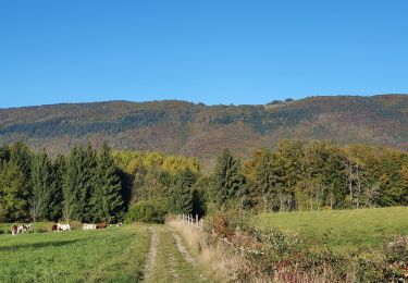 Randonnée Marche Arbusigny - Autour d'Arbusigny  - Photo