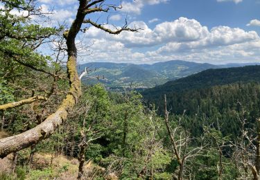 Tocht Stappen Dommartin-lès-Remiremont - Rocher et col du Cheneau  - Photo