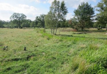 Randonnée A pied Bispingen - Rundwanderweg Oberhaverbeck O1 - Photo