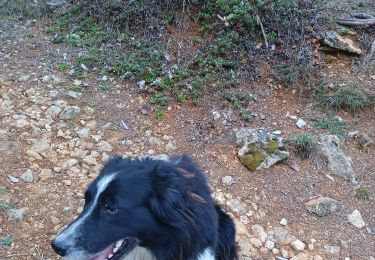 Trail Walking Compeyre - salacroup  - Photo