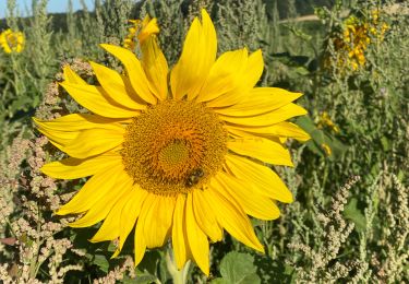 Percorso Marcia Gerpinnes - Tournesol Fromiée et Tournibus - Photo