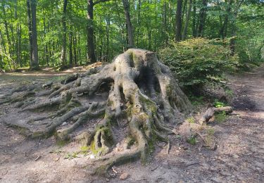 Tour Wandern Viroflay - fausses reposes - Photo