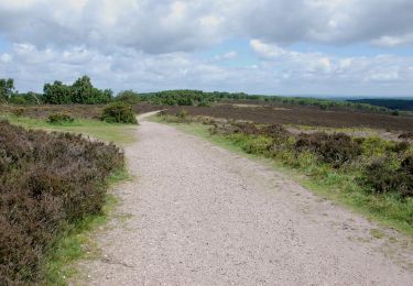 Percorso A piedi Stafford - Tolkien Trail Cannock Chase Walk - Photo