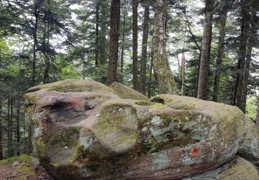 Trail Walking Vexaincourt - Lac de la Maix - Photo