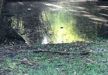 Trail Walking Le Gosier - Gosier gros monbin  - Photo