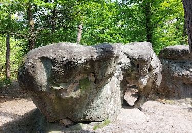 Trail Walking Fontainebleau - Bas Bréau#8 Nord - Photo