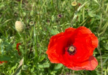 Tocht Stappen Noyelles-sous-Bellonne - Noyelles sous Bellonne - Photo