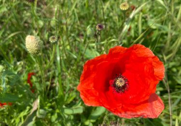 Trail Walking Noyelles-sous-Bellonne - Noyelles sous Bellonne - Photo