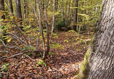 Randonnée Marche Vendôme - Forêt de Vendôme - Bois de l'Oratoire - Photo