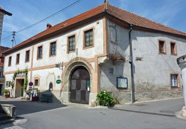 Trail On foot Gemeinde Weißenkirchen in der Wachau - Wösendorf-Seiber über Gruberwarte (blau) - Photo