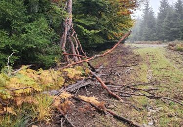 Tocht Stappen Saint-Hubert - rando minument albert 15/10/2020 - Photo