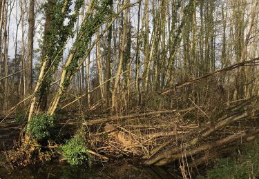 Tour Wandern Bertem - Dijle - Photo