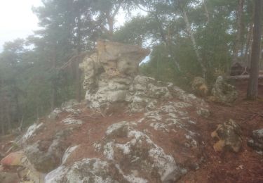 Tocht Stappen Fontainebleau - mare aux fées  - Photo