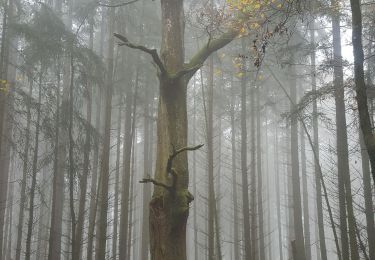 Tour Wandern Hanweiler - hauteurs de Haspelschiedt - Photo