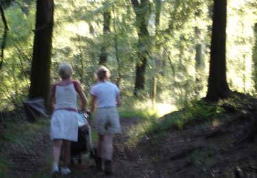 Tocht Te voet Büllingen - GrWandArd 15 Büchholz de pracht van het NP Eifel (PVDB) - Photo