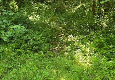 Trail Walking Seine-Port - Seine-Port - Forêt de Bréviande - Photo