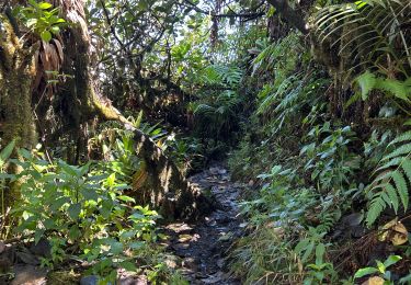 Tocht Stappen Saint-Claude - La Soufrière et l’Echelle - Photo