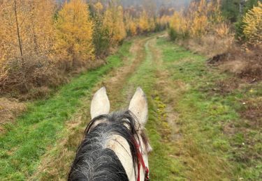 Trail Horseback riding Neufchâteau - Bois de la Fosse - Photo