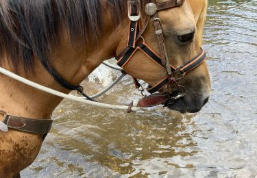 Trail Horseback riding Badonviller - Tivio joyeux joy Morgane  - Photo