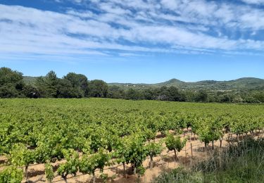 Trail Walking Rognes - Vignes autour de Rognes - Photo