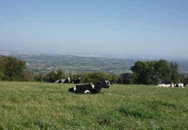 Tour Zu Fuß Vaugneray - Le plat de Saint-Romain - Photo