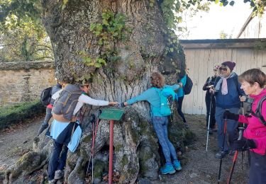 Tour Wandern Gevrey-Chambertin - Gevrey Chambertin  - Photo