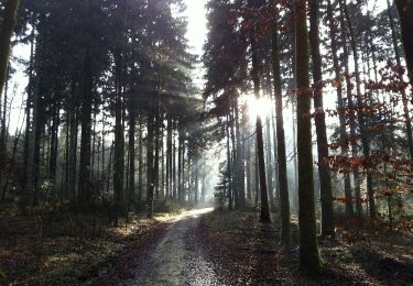 Excursión A pie Vordemwald - Zofingen - Langholz - Photo