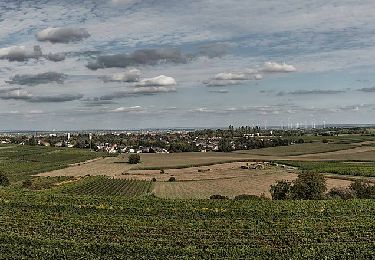 Randonnée A pied  - Kelterweg Wollmesheim - Photo