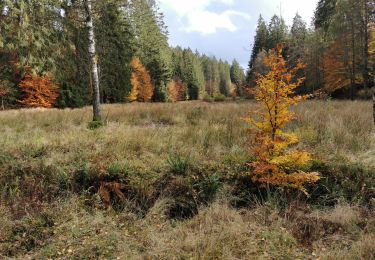 Tour Wandern Martelingen - Einstert 13km - Photo