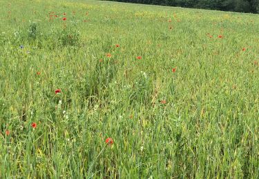 Randonnée Marche Havelange - Failon  - Photo