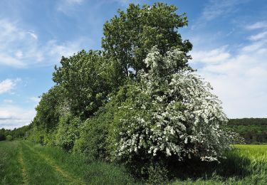 Tocht Te voet Hohenstein - Rundwanderweg Rotmilan - Photo