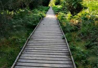 Randonnée Marche Vielsalm - Promenade de la Fagne Sacrawé - Photo