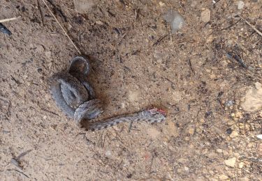 Trail Walking Ganagobie - GANAGOBIE.  LE TOUR DU PRIEURE. LES GROTTES O L - Photo