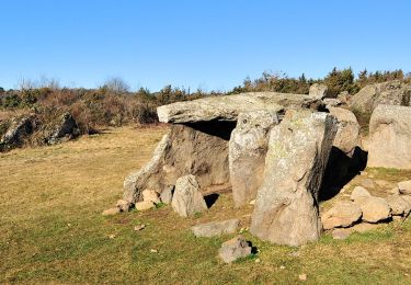 Trail Walking Cournols - Cournols_Pierres_Levees - Photo