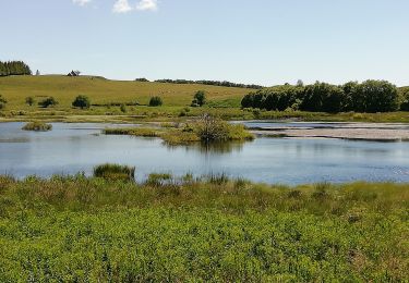 Trail Walking Prades-d'Aubrac - Brameloup Voie Romaine 4 km - Photo