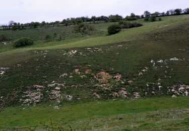 Tour Zu Fuß North Hertfordshire - Walk on the wild side - Photo