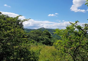 Trail Walking Saint-Cyr-au-Mont-d'Or - St Cyr au Mont d'Or, le sentier des rapaces - Photo