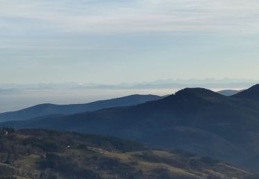 Tocht Mountainbike Fréland - tour de Fréland - Photo