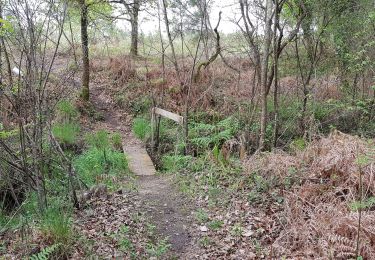 Tocht Stappen Rion-des-Landes - perrin, coq, le borde, bidaou, lamandit, sore - Photo