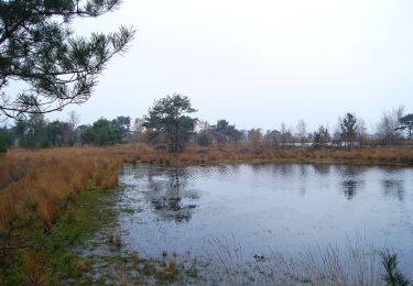 Excursión A pie Kalmthout - Wandelpad Schaap - Photo