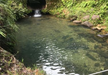 Trail Walking Petit-Bourg - Tambour la boucle - Photo