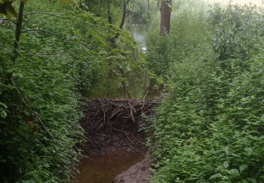 Trail Walking Oud-Heverlee - Doode bemde - Photo