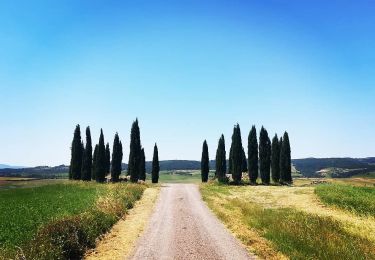 Tocht Te voet Montalcino - IT-2 - Photo