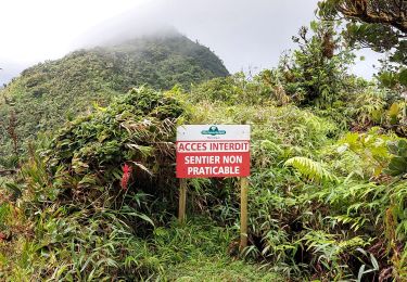 Tocht Stappen Le Lorrain - Morne Jacob au Panneau ONF - Photo