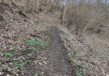 Trail Walking Anhée - Warnant - Haut le wastia, jonquilles - Photo