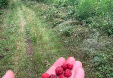 Randonnée Marche Saint-Julien-Molin-Molette - Framboise - Photo