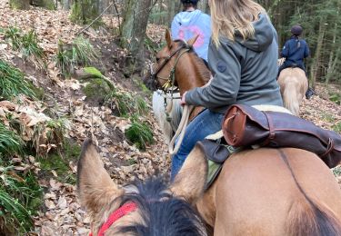 Trail Horseback riding Gresswiller - Cva 18 février 24 Tivio  - Photo