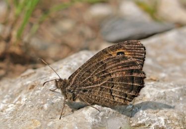 Randonnée A pied Bükkzsérc - K+ (Fehér-kút - Cserépfalu) - Photo