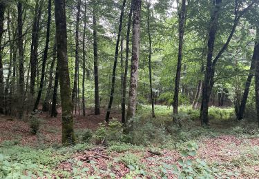 Randonnée Marche Lauroux - Le cirque de L’abeille la forêt de l’Escandorgues - Photo
